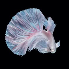 大きなヒレのある美しい青い魚。手描きの水彩イラスト。孤立。Premium写真