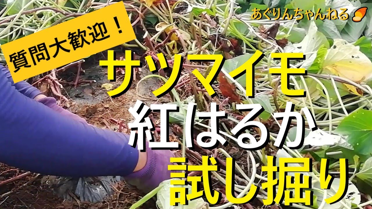 さつまいもの収穫時期 見極めるポイントや保存方法まで徹底解説！ - E・レシピ 1 1ページ