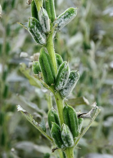 ゴマってなんなの？不思議を解明！からだとあたまが喜ぶお弁当レシピ N's KITCHEN 食の雑学