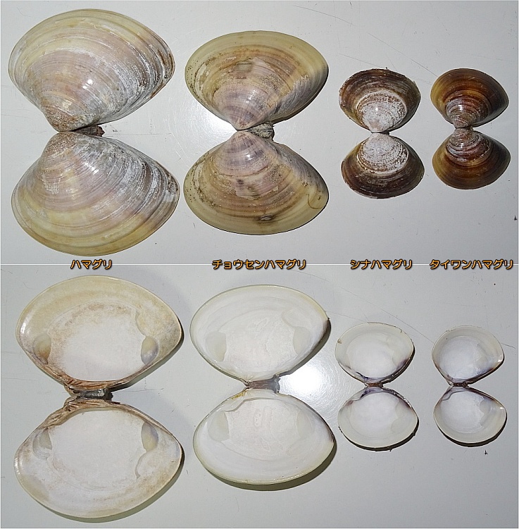 かぼちゃ入り！鶏むね肉の筑前煮