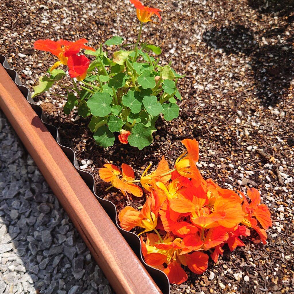 ☘:235Q&A ナスタチウムの育て方どんな場所で育てたらよいの？水やりや肥料、増やし方もご紹介 PlantiaQ&A 植物の情報、育て方をQ&A形式でご紹介