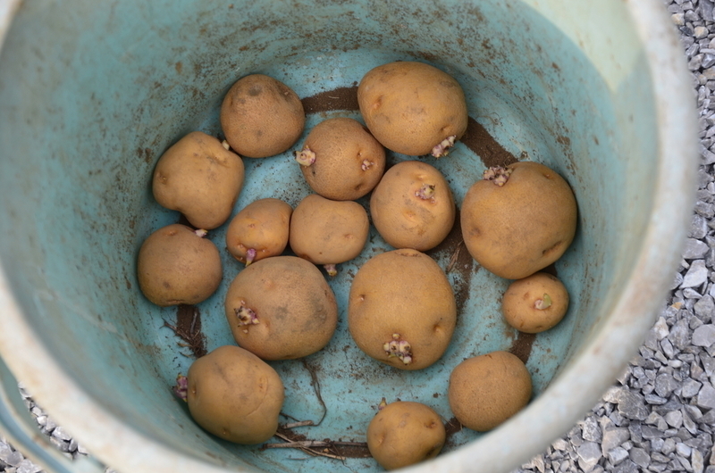 ひゃー！こんな芽が出てシワシワなじゃがいも 食べられるのー？めんどくさーい！ 前にも「新じゃが」と「ひねじゃが」について投稿しましたが、このシワシワの じゃがいも実はお宝です。流石に上記のように思われる方が多いので販売は難しいのですが味わいあってウマーい