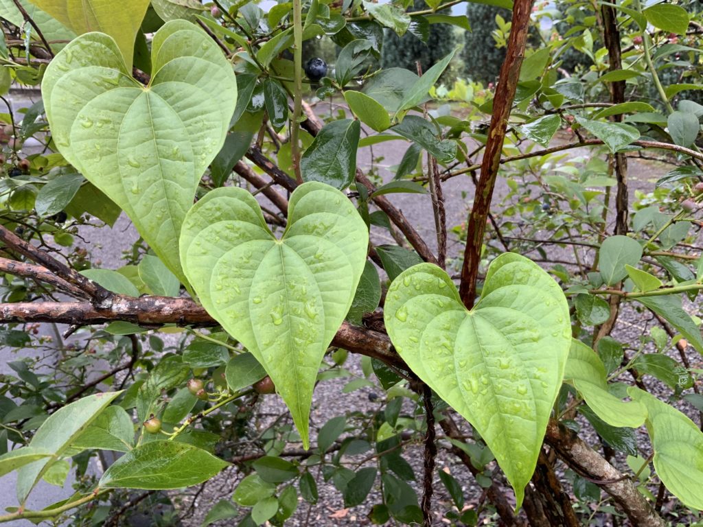 オニドコロあおはくたき
