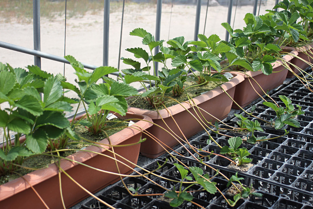 いちご栽培 ランナーによる苗作り5月家庭菜園の写真素材78212827- PIXTA