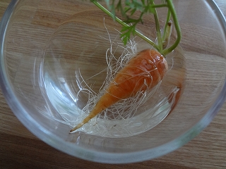 人参の収穫食べチョク産地直送 産直 お取り寄せ通販 - 農家・漁師から旬の食材を直送