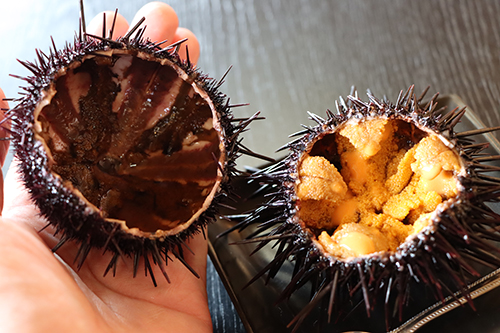 ウニのイメージを覆す！美しい色合いのウニ殻をまとめた「ウニハンドブック」、発売！株式会社 文一総合出版のプレスリリース