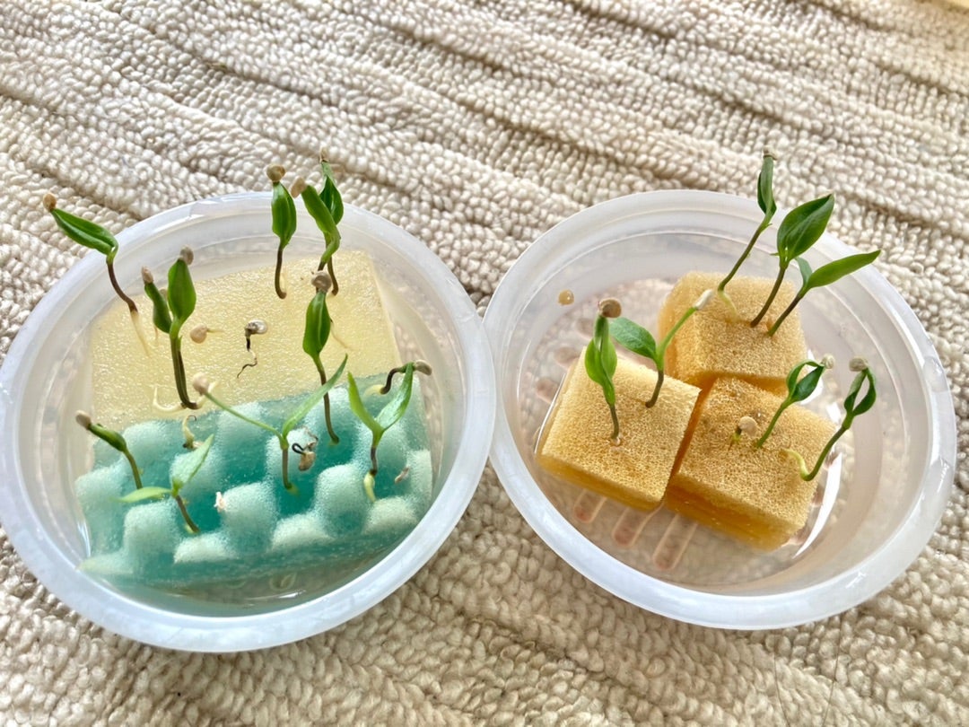 ベランダでパプリカ水耕栽培 その③Hydroponic cultivation of paprika on the balconyPart 3