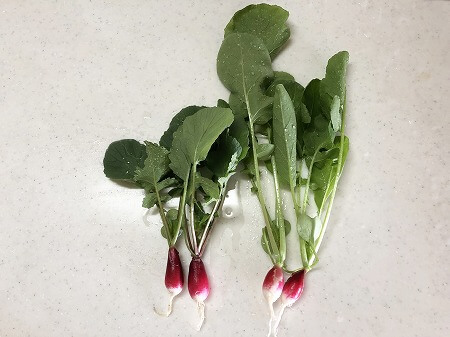 ラディッシュ はつか大根 土壌式水耕栽培 ピンクビニール効果家庭菜園 簡単