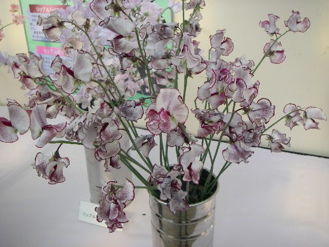 スイートピーの花友禅に絞り染名古屋帯 日本工芸会正会員 木原明作 R62136sB帯紹介