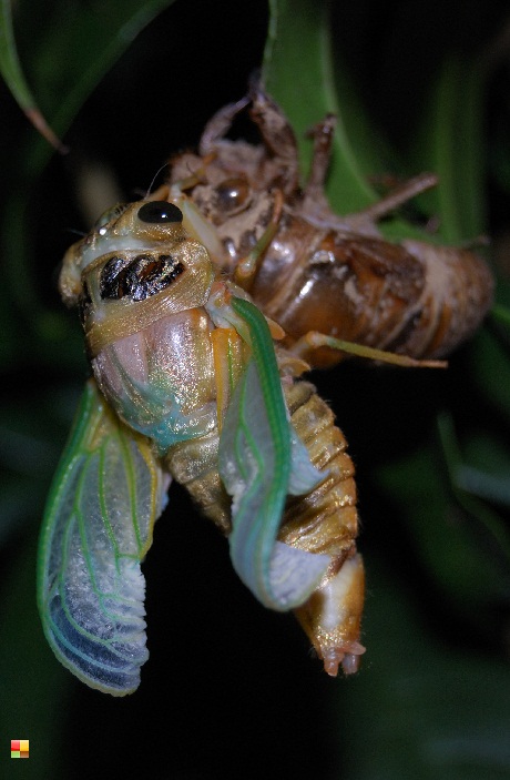 夏といえばセミ、セミといえばおいしい！ 外来種セミを極上のおつまみにする食レポが186万回再生を突破 1 2ねとらぼ