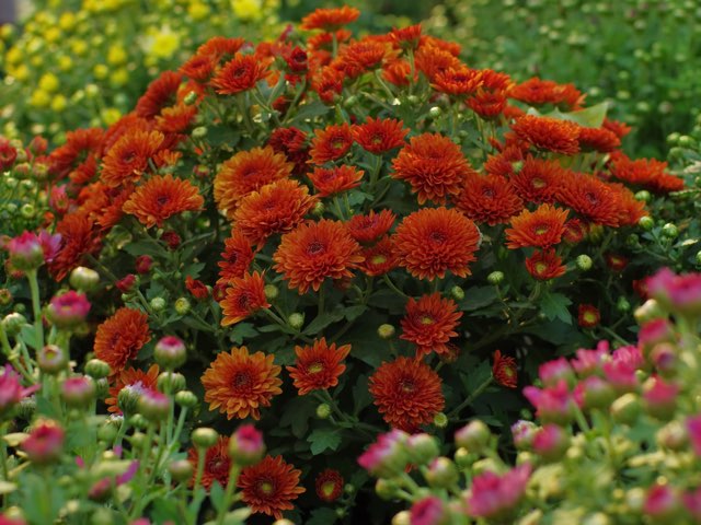 食用菊の栽培方法！植え替えの時期・手順や株分けでの増やし方を紹介 2ページ目BOTANICA