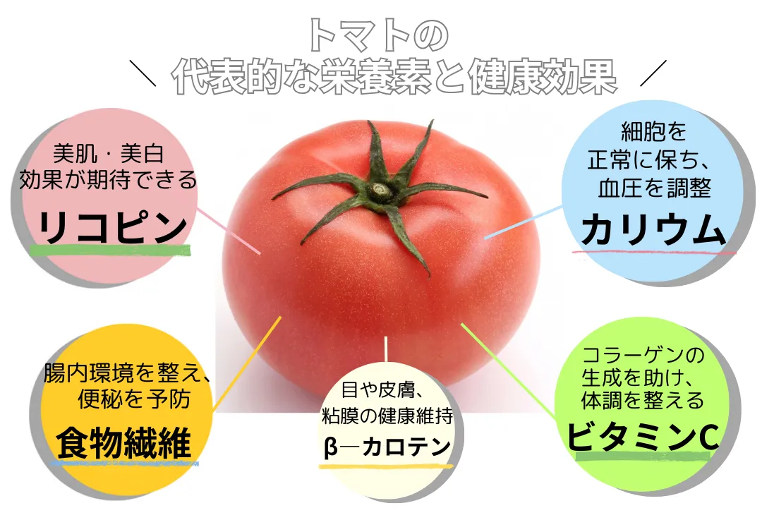 岐阜県のトマトの魅力をご紹介！特徴や美味しさの秘密とは岐阜恵那川上屋のスイーツコラム