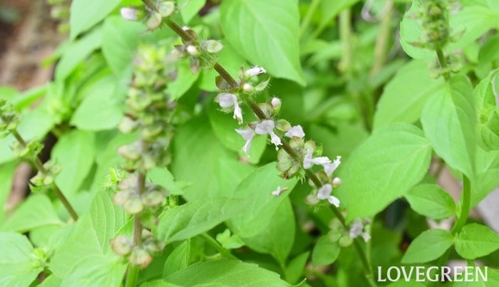 たっぷりバジルのガパオライス レシピ 藤野 嘉子さん みんなのきょうの料理