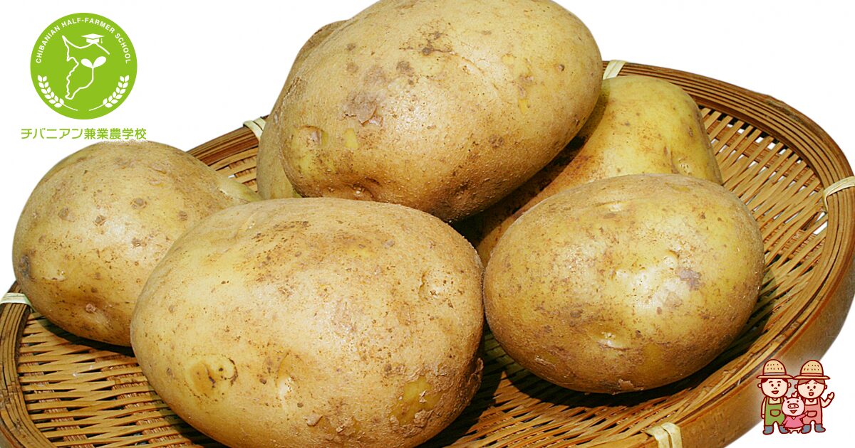 じゃがいもをレンジで蒸すなら皮むき、丸ごと1個皮付き、キッチンペーパーのどれが正解か検証してみた！生活知恵袋