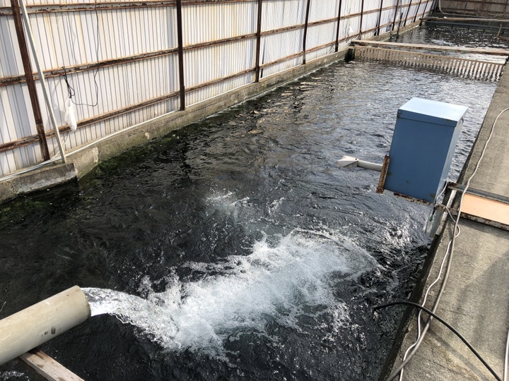 夏休みがそろそろ終わりですね 🥲🍉 今年の夏もたくさんの方が来てくれました☺️中には3ヶ月連続で来てくれた子や、東京から毎年来てくれる方、バスや自転車できた高校生たちもいました😭最初は大きかったお魚も終盤では成育が追いつかず、全体的に小さくなってまし