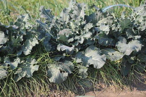 相性が良い野菜 コンパニオンプランツ の組み合わせ