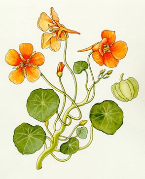 ナスタチウム キンレンカ の育て方・栽培方法LOVEGREEN ラブグリーン