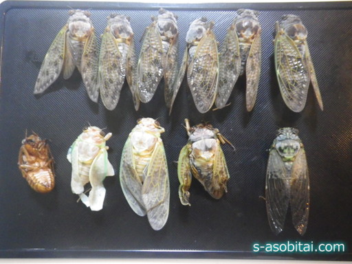 はじめてみよう セミの羽化観察！ – まちの植物はともだち