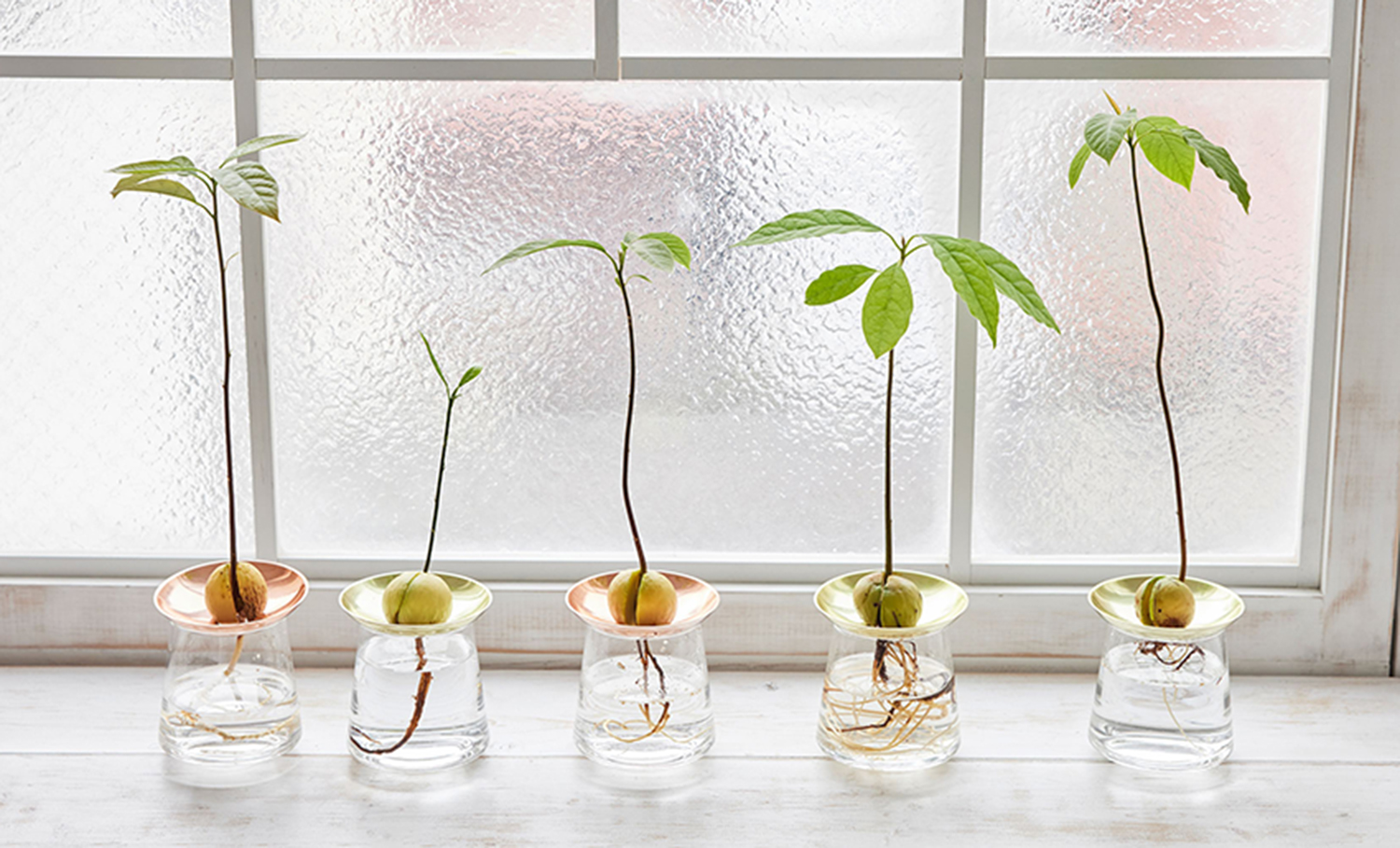 アボカド栽培29 挿し木やってみました！アロエも使って！ 動画解説糸満フルーツ園 けんちゃん