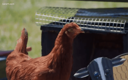 E4 ドンタオ剥製