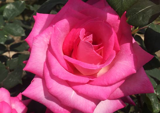 花の女王バラを紐解く「ティーローズの誕生」GardenStoryガーデンストーリー