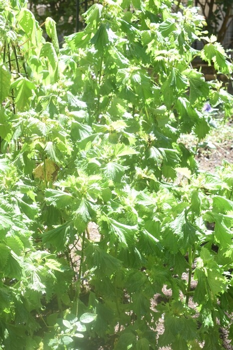 料理の基本！ 大葉の冷凍保存方法