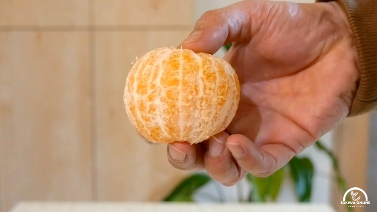 楽天市場訳ありタルガヨー3kg タルガヨー みかん ミカン 旬 高級フルーツ 柑橘 柑橘類 かんきつ 果物 くだもの フルーツ フルーツ 送料無料小玉 小玉みかん 産地直送 農家直送 贈答用 ギフト プレゼント 訳あり 訳アリ わけあり 小粒 : やんばるマーケット沖縄お