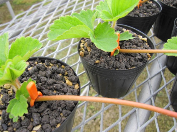 いちご苗の増やし方とポイントランナーの取り方とランナーピンの代用法伝承農法で野菜づくりベジルナ