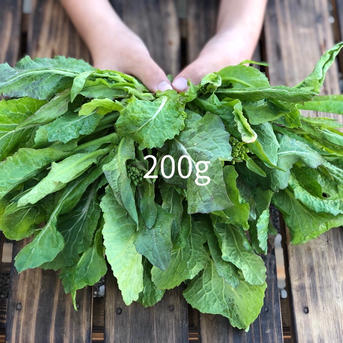 いいやま菜の花まつり・長野県内の菜の花スポット – とっておき信州