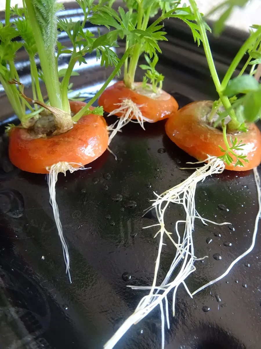 野菜の豆知識野菜の切れ端を再生 育てて楽しい「リボベジ」のはじめ方世田谷自然食品