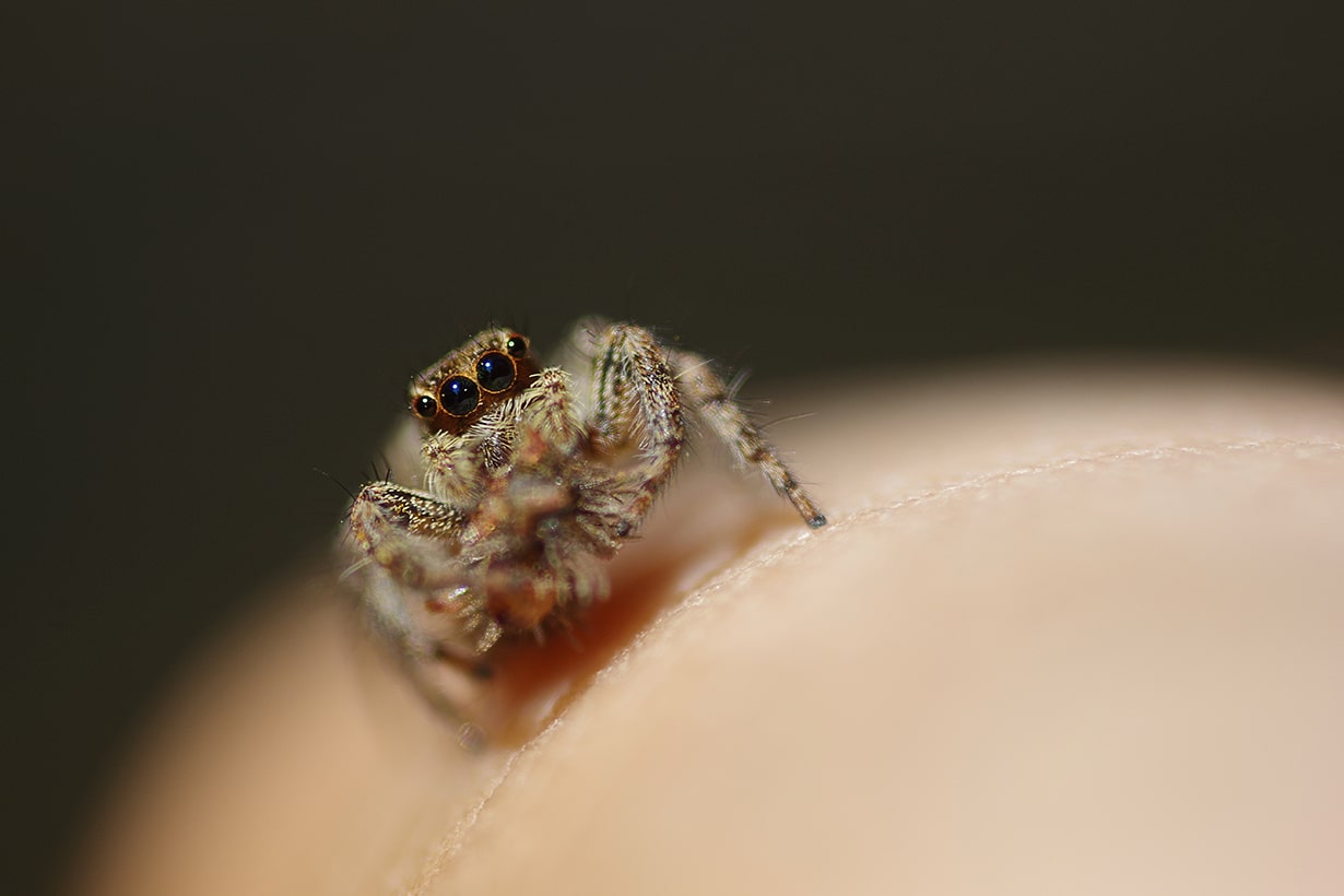 クモが蜘蛛を食べる: 新開孝の昆虫手帖