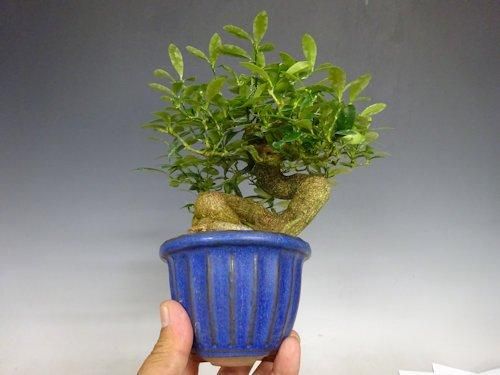 ツルウメモドキ盆栽 豆盆栽 ツルウメモドキ盆栽 つるうめもどき・照葉蔓梅擬 豆盆栽 小さな盆栽