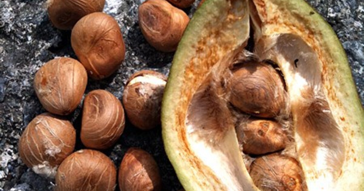 カシューナッツの実セネガル日記 玉山 景子JICA海外協力隊の世界日記