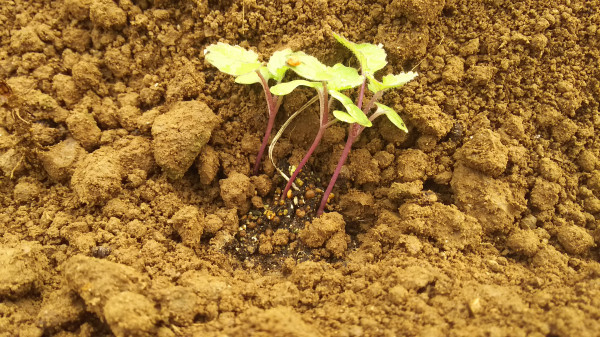 春に旬を迎える「のらぼう菜」の育て方をご紹介します！ – 菜園ナビまとめ