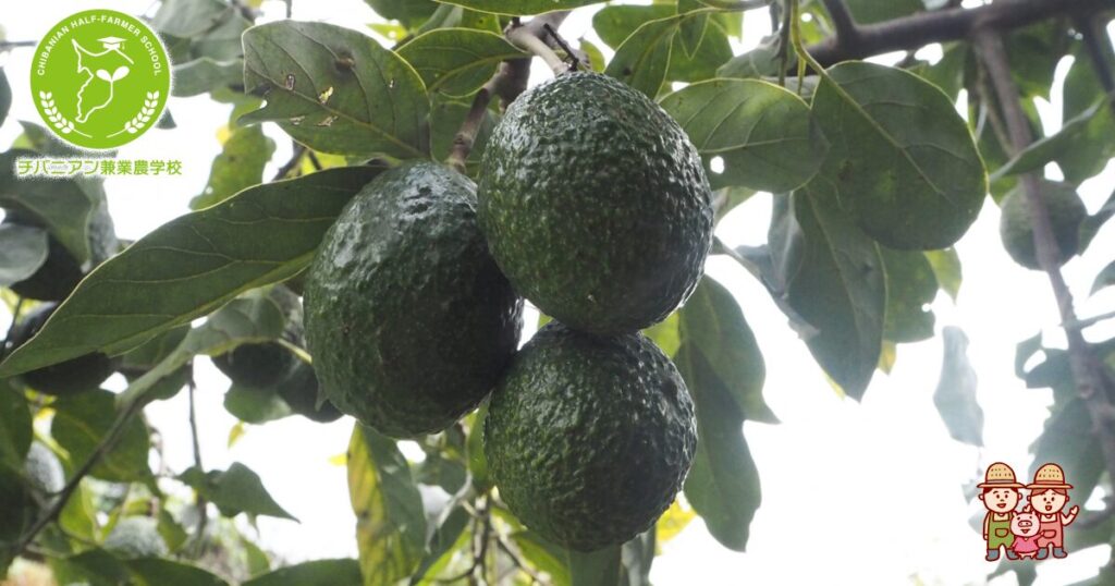 アボカド栽培29 挿し木やってみました！アロエも使って！ 動画解説糸満フルーツ園 けんちゃん