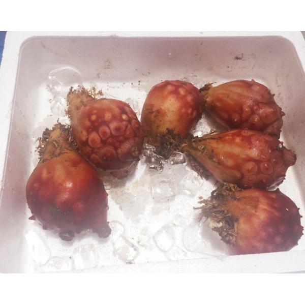 Amazon.co.jp: 宮城県 南三陸産 七夕ぼや真ほや 刺身 剥き身真ホヤ マボヤ ホヤ ほや ホヤ貝 ほや貝 旬 瞬間冷凍 三陸産刺し身 さしみ1パック: 食品・飲料・お酒