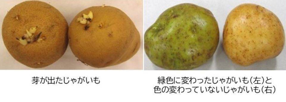 このくらい芽が伸びたじゃがいもは捨てた方が良いですか。 - ジャガ- Yahoo!知恵袋
