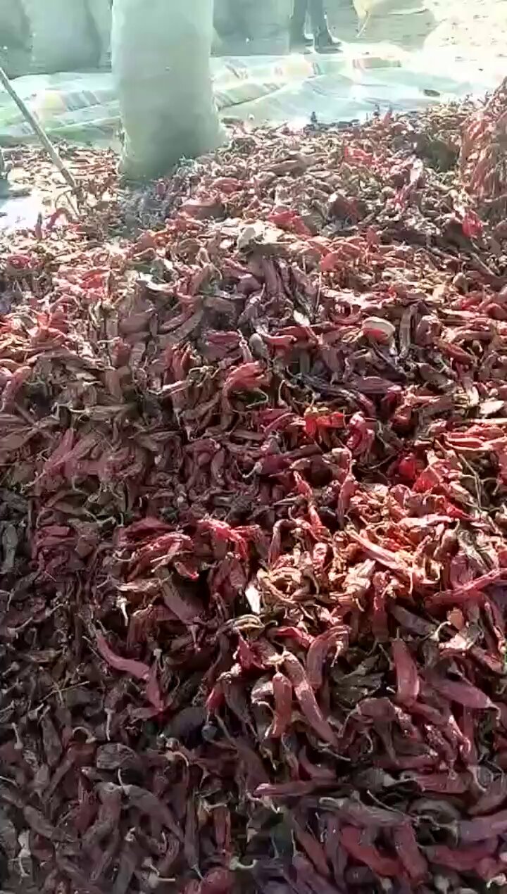 ネズミは唐辛子が忌避剤に！ネズミ駆除を自力で安全におこなう方法ねずみ110番