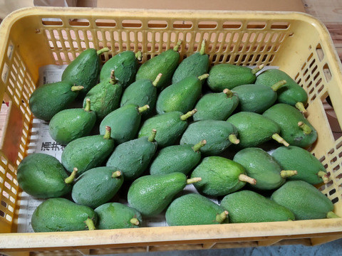 油分たっぷり！！露地栽培の国産アボカド 愛媛県産1ｋｇ：愛媛県産の果物食べチョク産地直送 産直 お取り寄せ通販 - 農家・漁師から旬の食材を直送