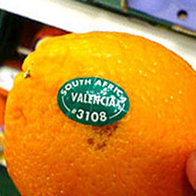 オレンジ切り方