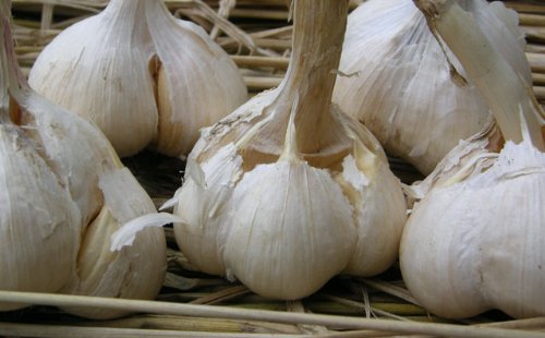 ジャンボニンニク29キロ 農薬,化学肥料不使用