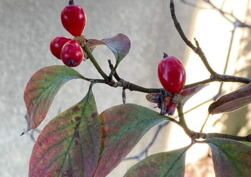 赤い実のなる木図鑑春夏秋冬ごとに。食べられる実や毒のある実もLOVEGREEN ラブグリーン