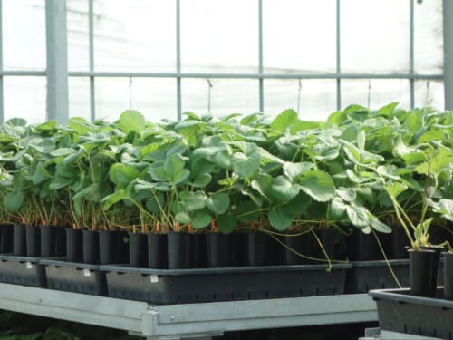 イチゴ育苗マニュアル 基本の作業手順と栽培管理の新技術を紹介