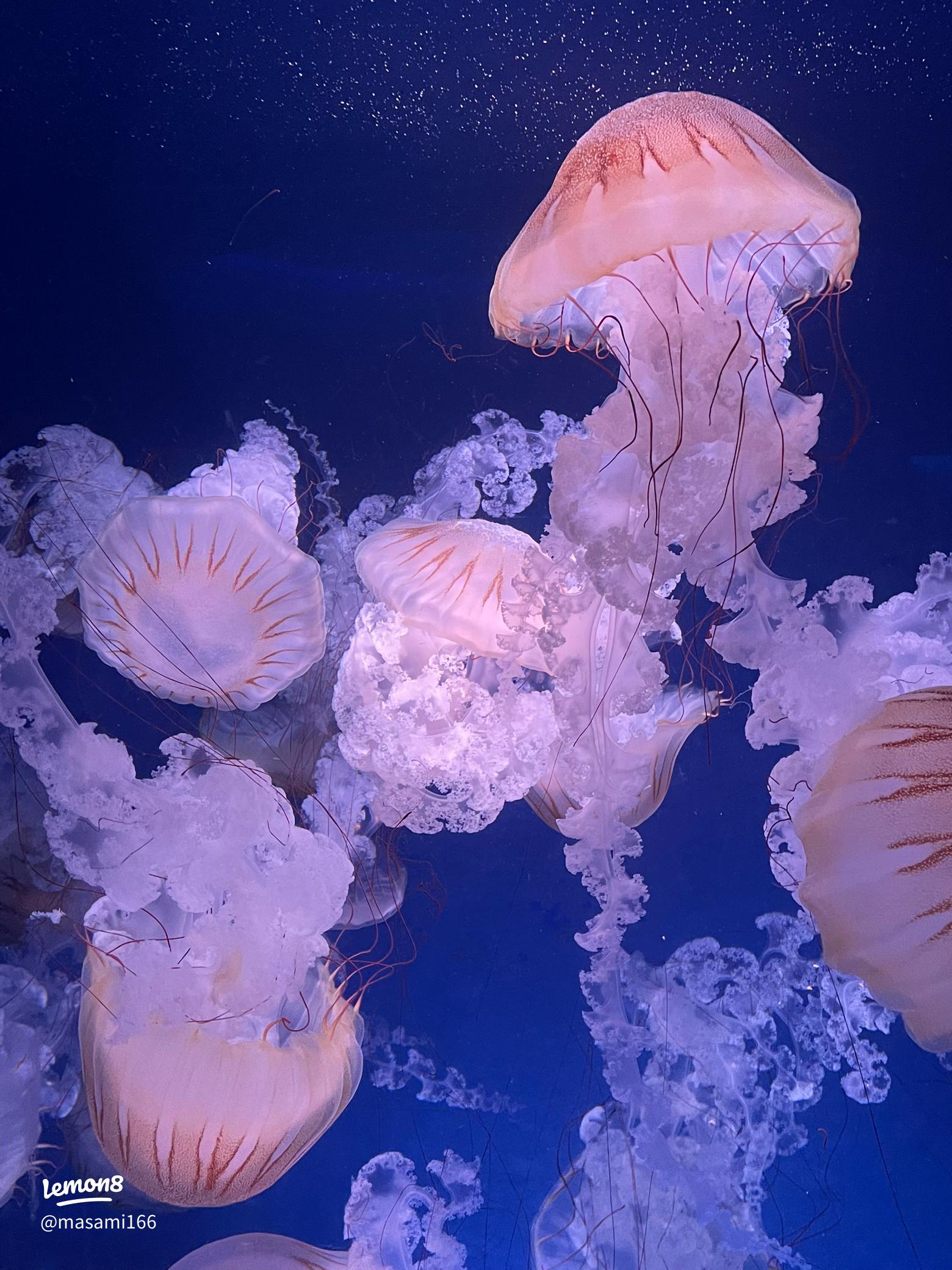 クラゲなのに「目玉焼き」にしか見えない “黄身”部分は何？新江ノ島水族館に生態を聞いたFNNプライムオンライン