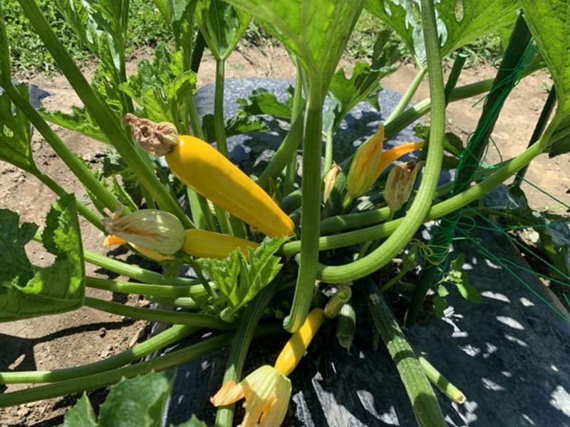 スペースに余裕がないならプランターで！コンパクトに育てるズッキーニ栽培方法しま農研