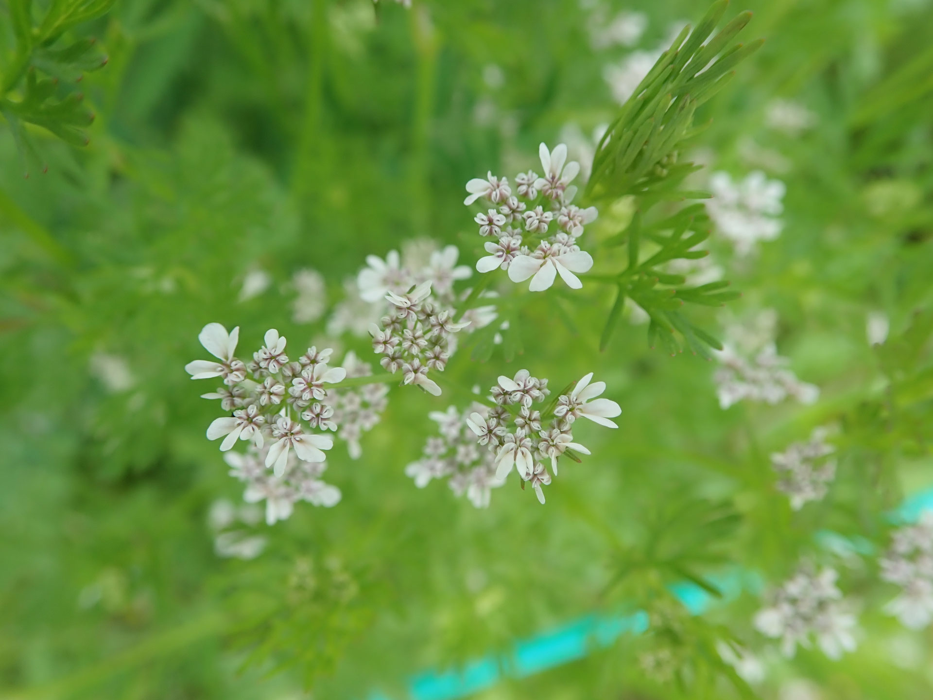 パクチーの花は食べられるか。 : 日本でタイメシ ときどき ＊＊＊