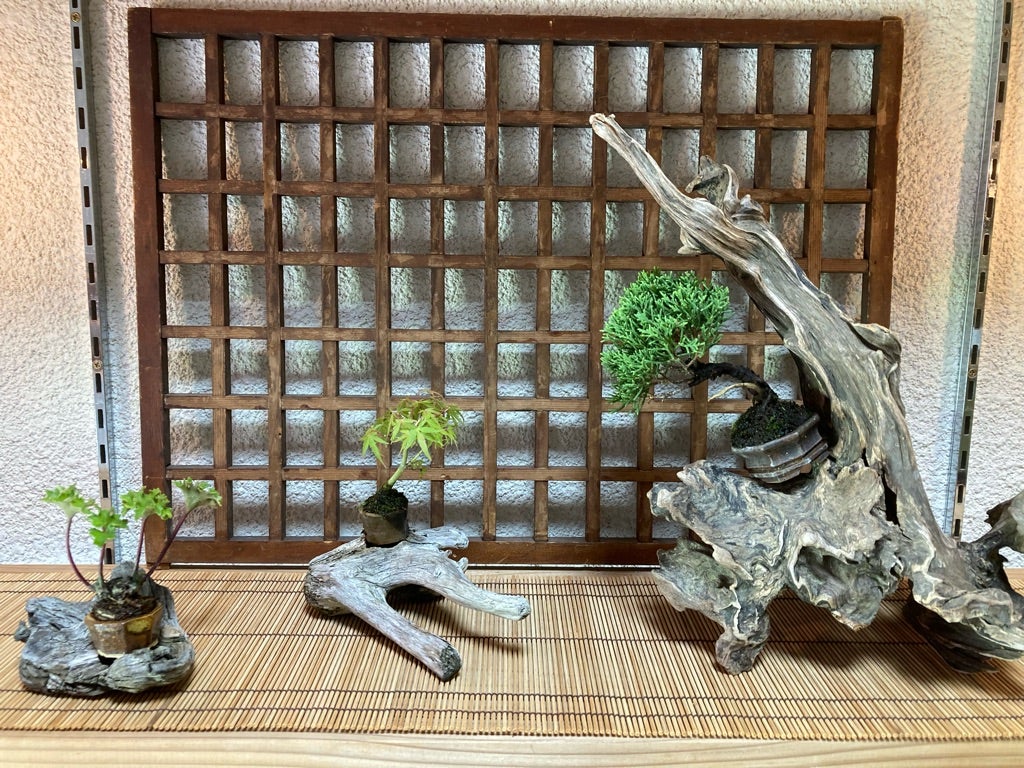 錦松盆栽 小品盆栽 豆盆栽 ミニ盆栽 受け皿付き bonsai 送料無料 : 盆栽ショップ わびさび Yahoo!店 - 通販 -Yahoo!ショッピング