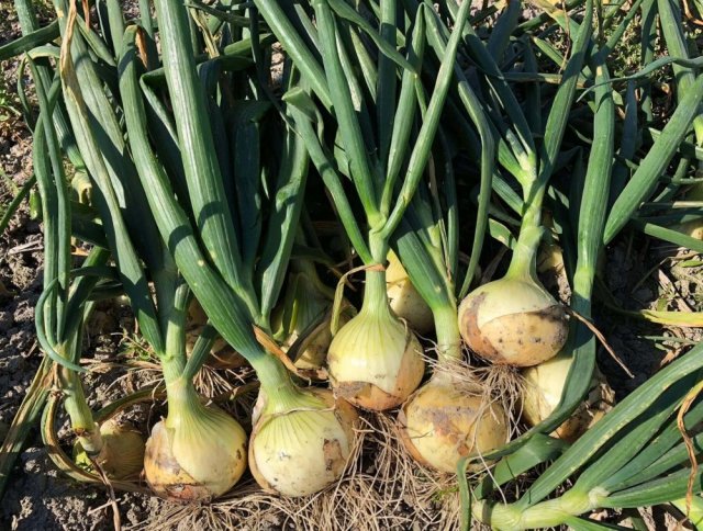 神戸新聞NEXT連載・特集新五国風土記 ひょうご彩祭第１部 はじまりの島 １０ タマネギ愛ランド ブランド戦略着々