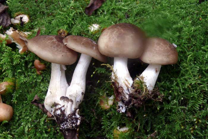 本しめじ: おん、ぼろん、ぼろん －菌蕈たちの横顔－