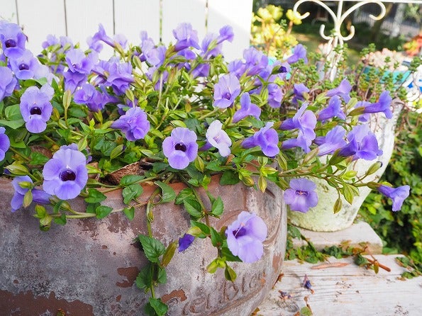 スーパートレニア・カタリーナブルーリバー の写真素材91442319- PIXTA